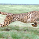 Illustration for article titled We finally have an accurate measurement of a cheetahs top speed